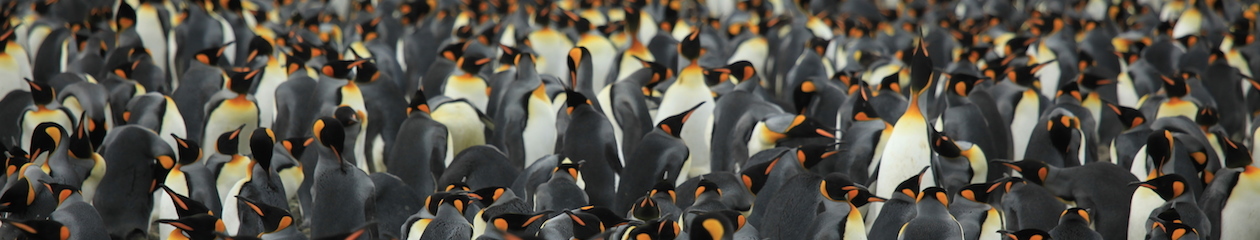 Casual Penguin Jewelry